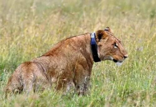 91视频APP向日葵视频