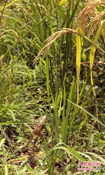 91视频APP向日葵视频