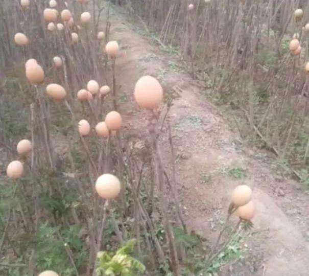 91视频APP向日葵视频